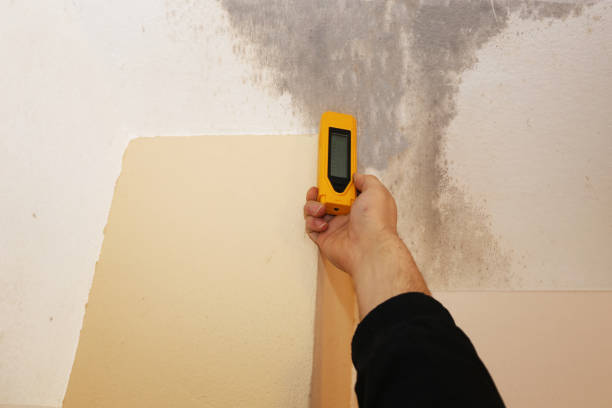 Professional Mold Removal in Scottsburg, IN
