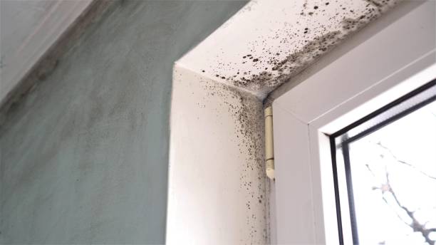 Best Black Mold Removal  in Scottsburg, IN