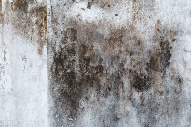 Best Industrial Mold Remediation  in Scottsburg, IN