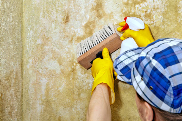 Mold Remediation for Vacation Homes in Scottsburg, IN