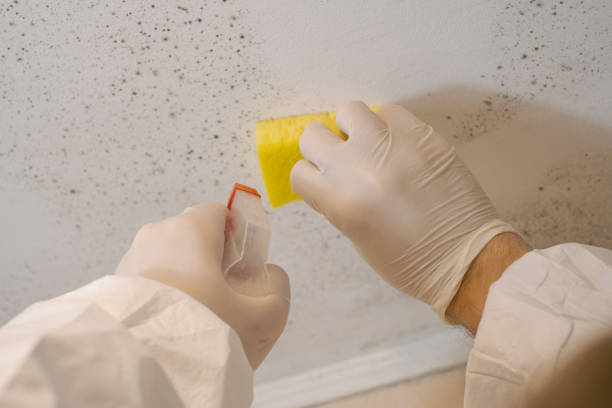 Best Forensic Mold Investigation  in Scottsburg, IN