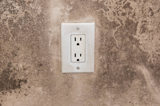 Best Basement Mold Removal  in Scottsburg, IN