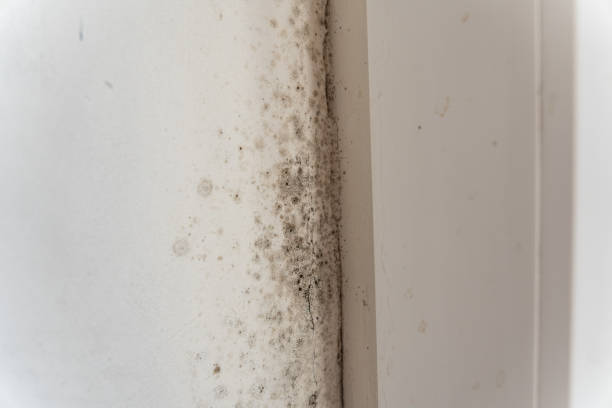 Best Emergency Mold Remediation  in Scottsburg, IN